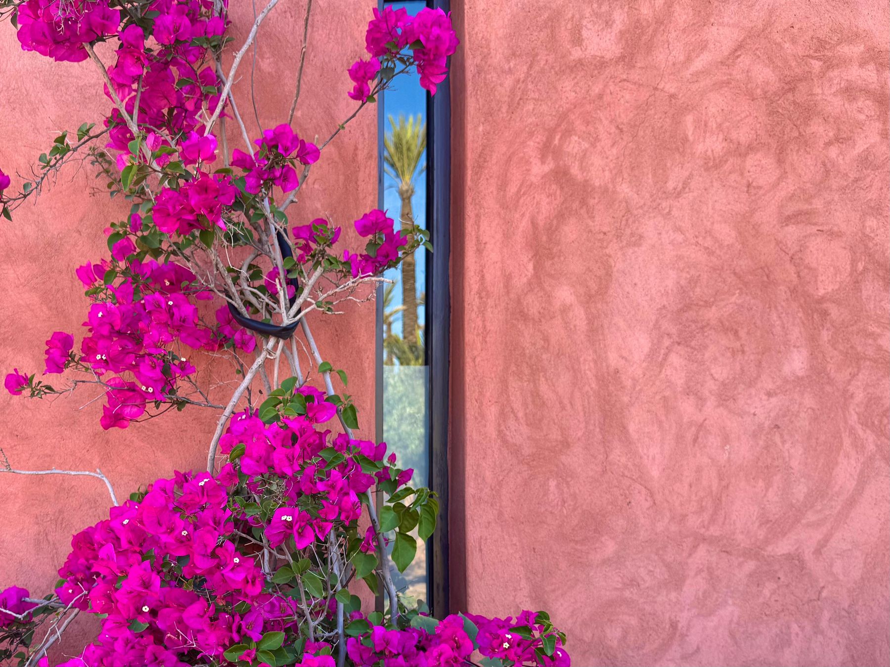 Bougainvillea on terracotta