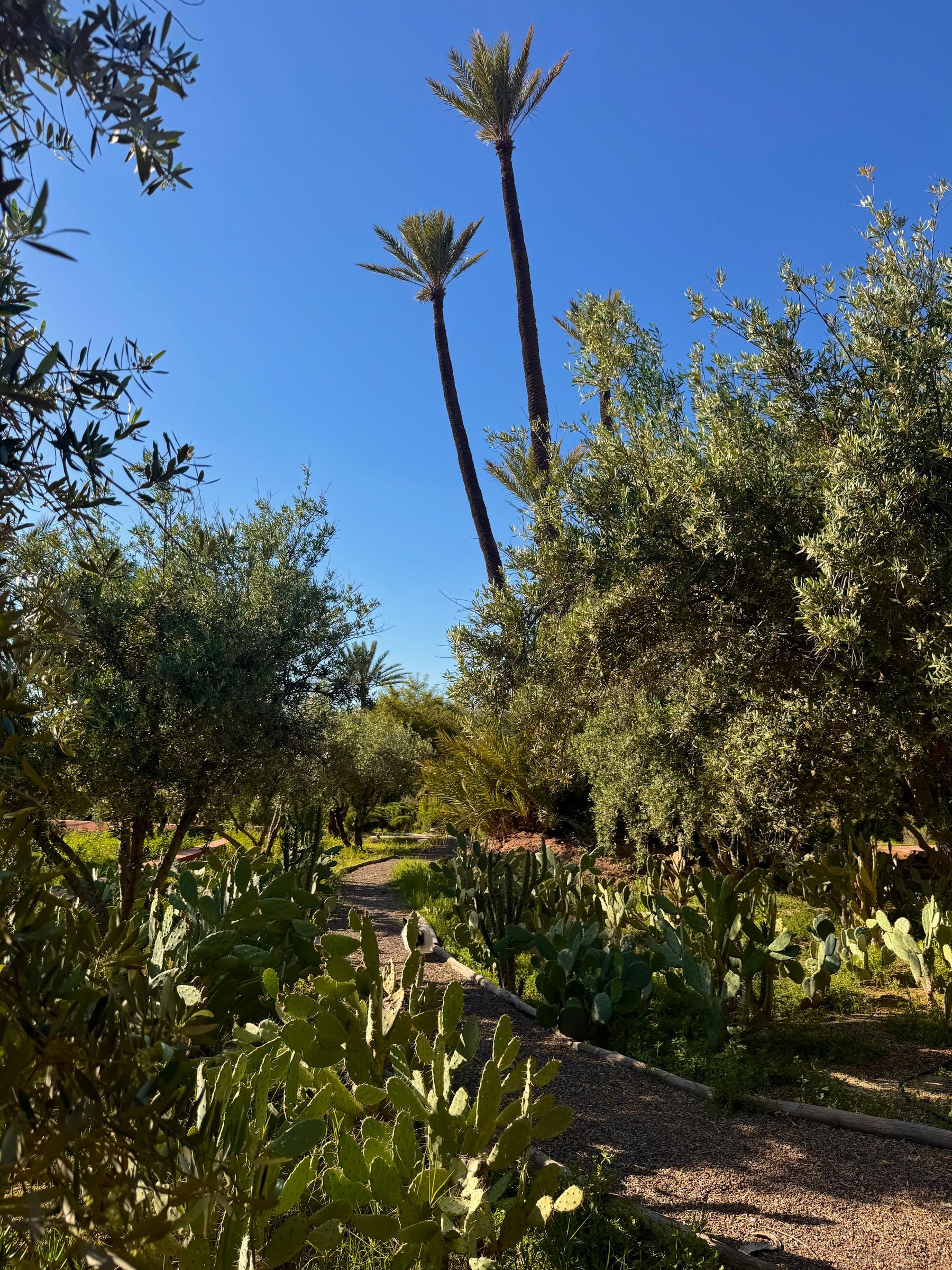 A garden path with cacti and olives